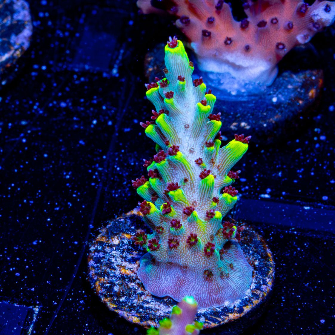 Pink Floyd Acropora - riptide aquaculture llc