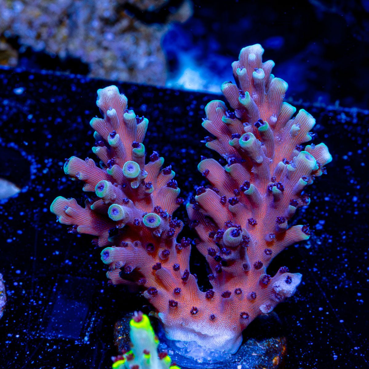 Pink Cadillac Acropora - riptide aquaculture llc