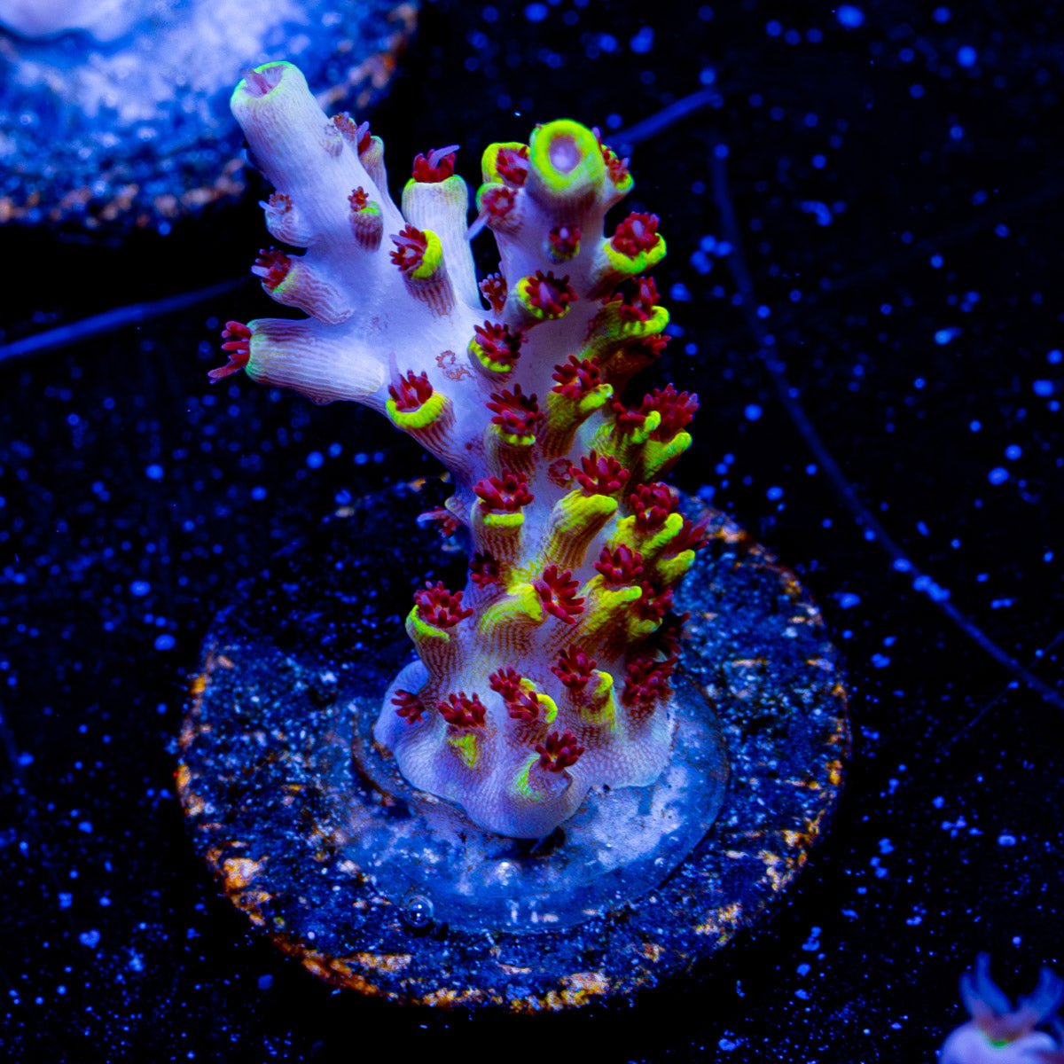 Pink Floyd Acropora - riptide aquaculture llc