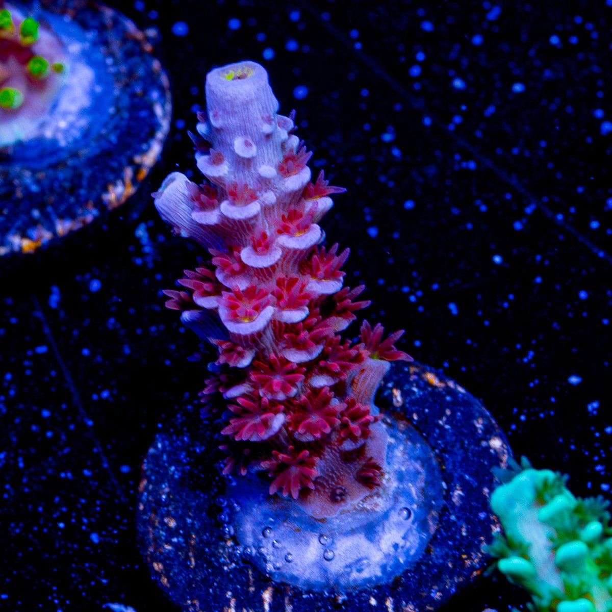 Cherry Bomb Acropora - riptide aquaculture llc