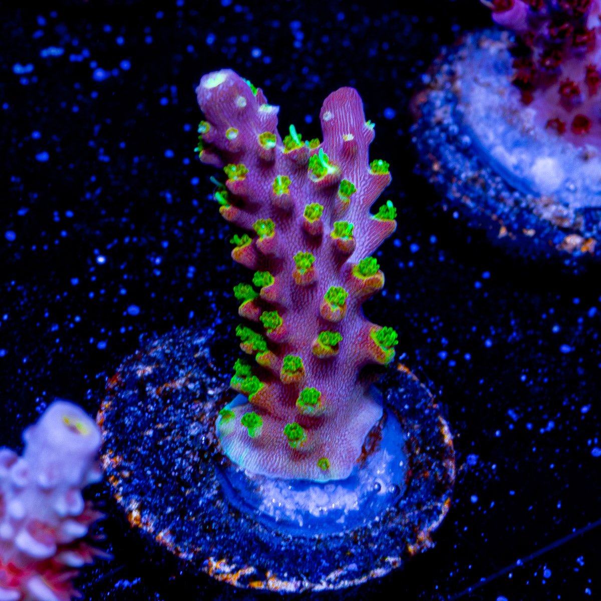 Paletta Pink Tip Acropora - riptide aquaculture llc