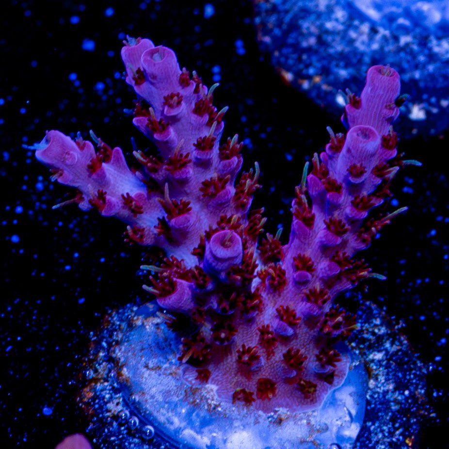 Night Furry Acropora - riptide aquaculture llc