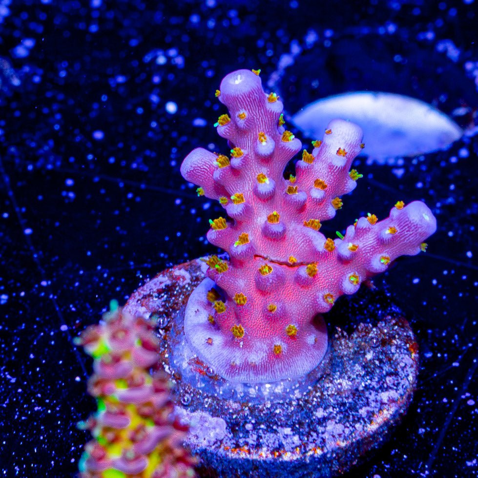 ACR Firework Acropora - riptide aquaculture llc