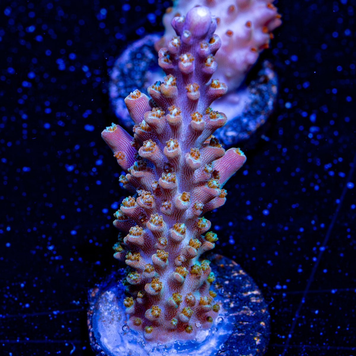 Kendire Acropora - riptide aquaculture llc