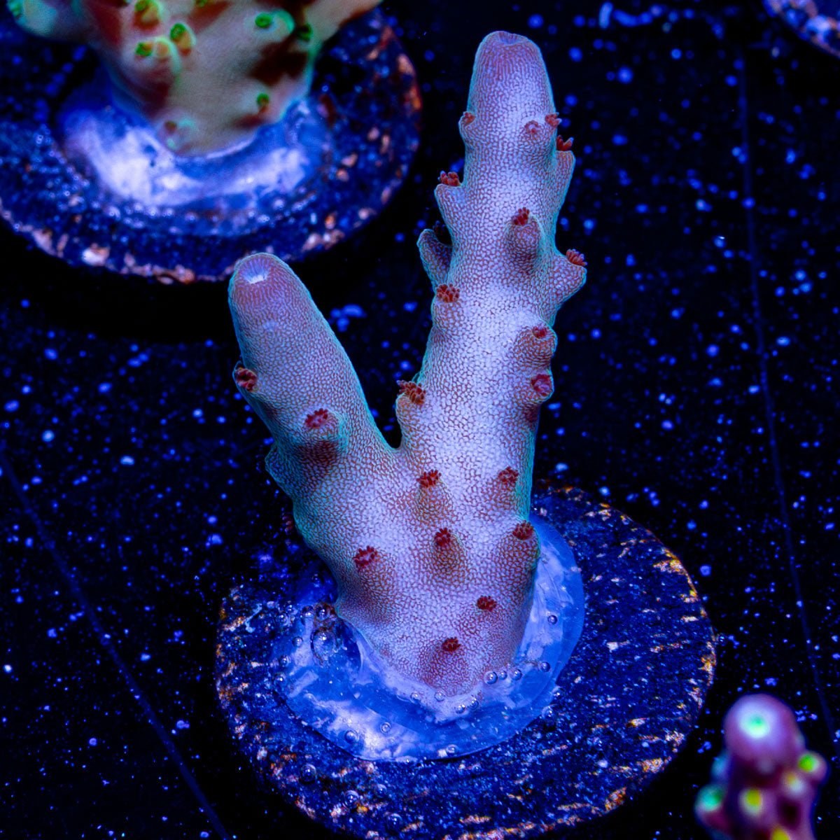 Banana Hands Acropora - riptide aquaculture llc