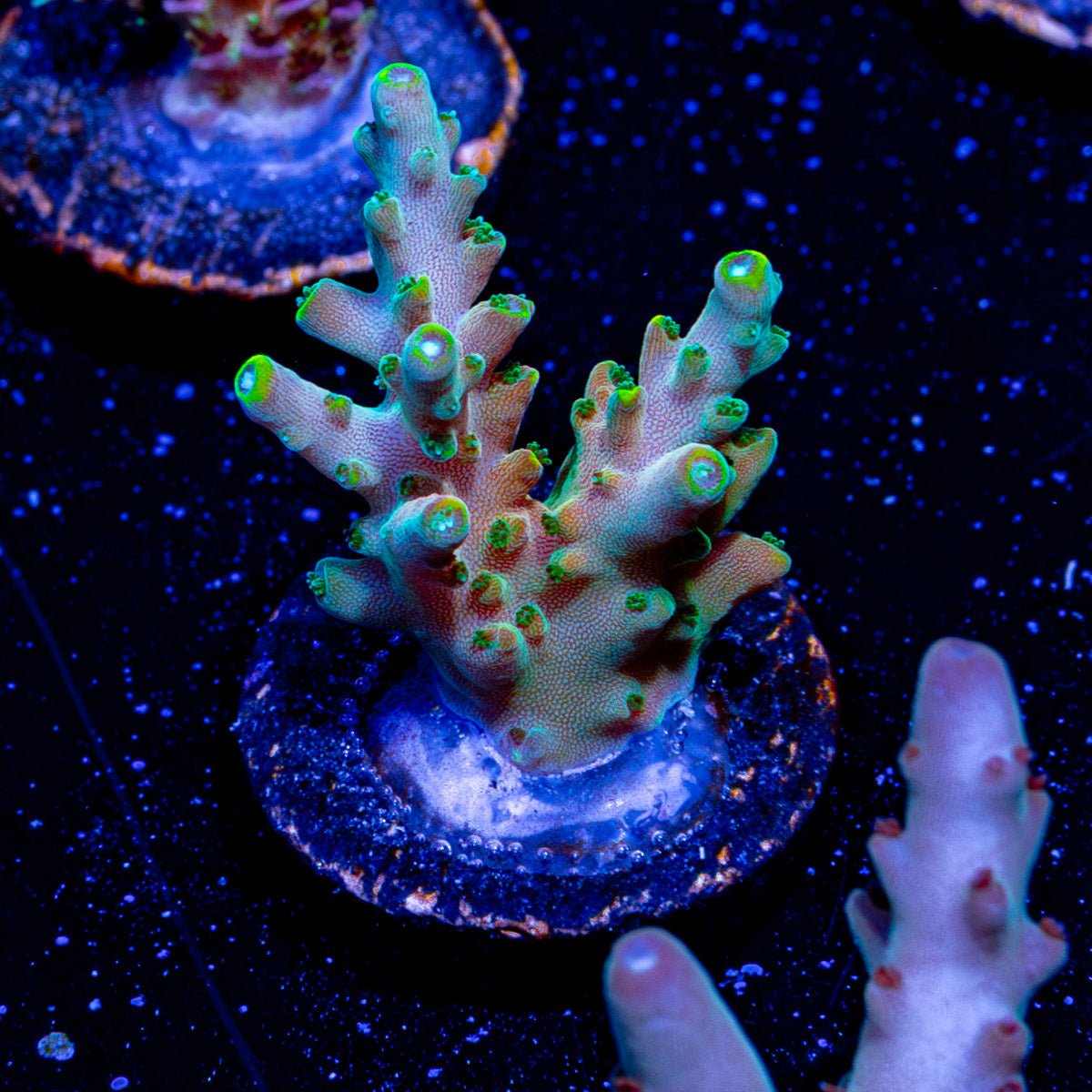 Bali Shortcake Acropora - riptide aquaculture llc