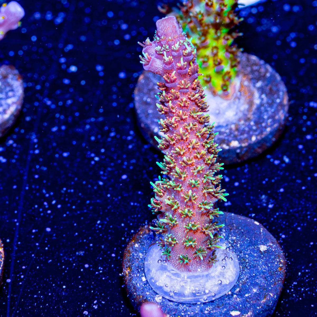 Who Dat Millepora - riptide aquaculture llc