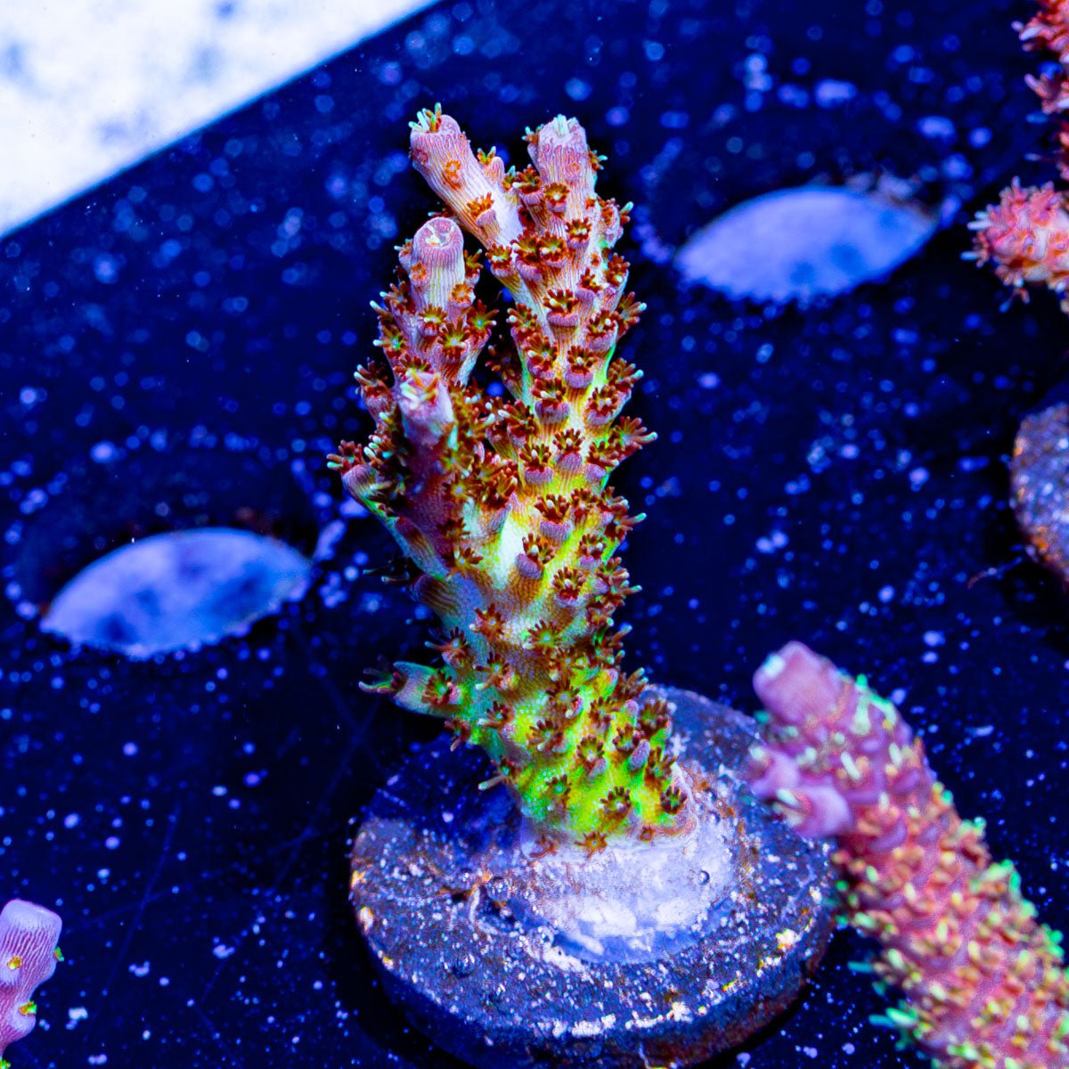 Robot Santa Clause Acropora - riptide aquaculture llc