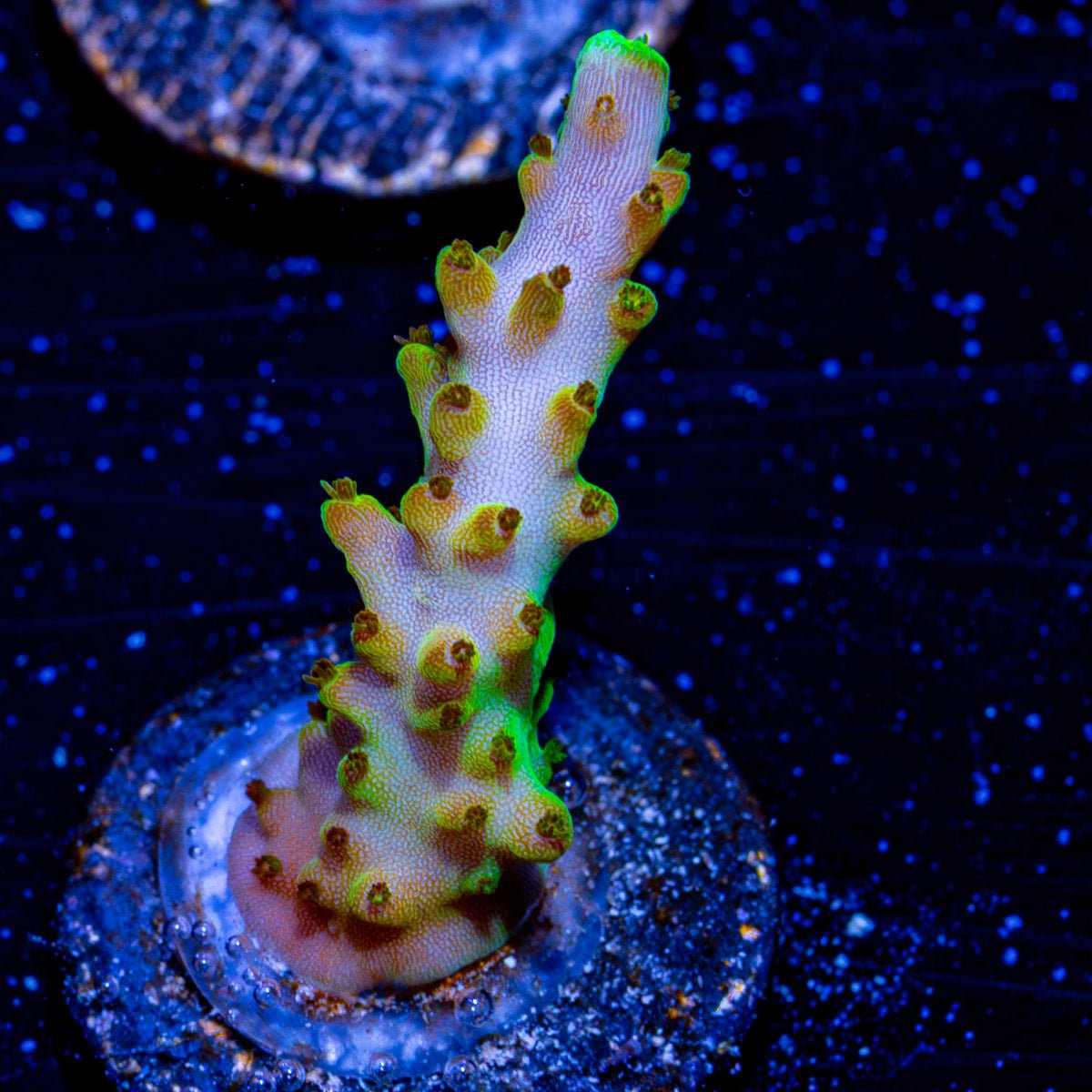 Black Beard Treasure Acropora - riptide aquaculture llc