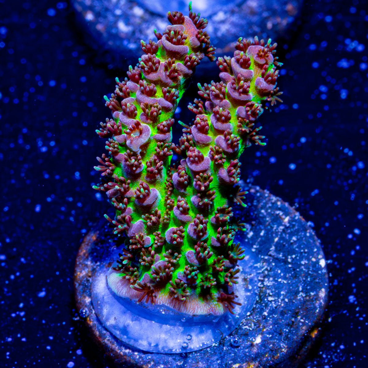 Robot Santa Clause Acropora - riptide aquaculture llc