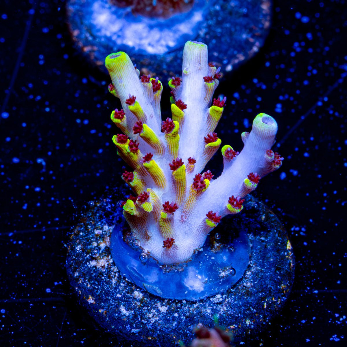 Pink Floyd Acropora - riptide aquaculture llc