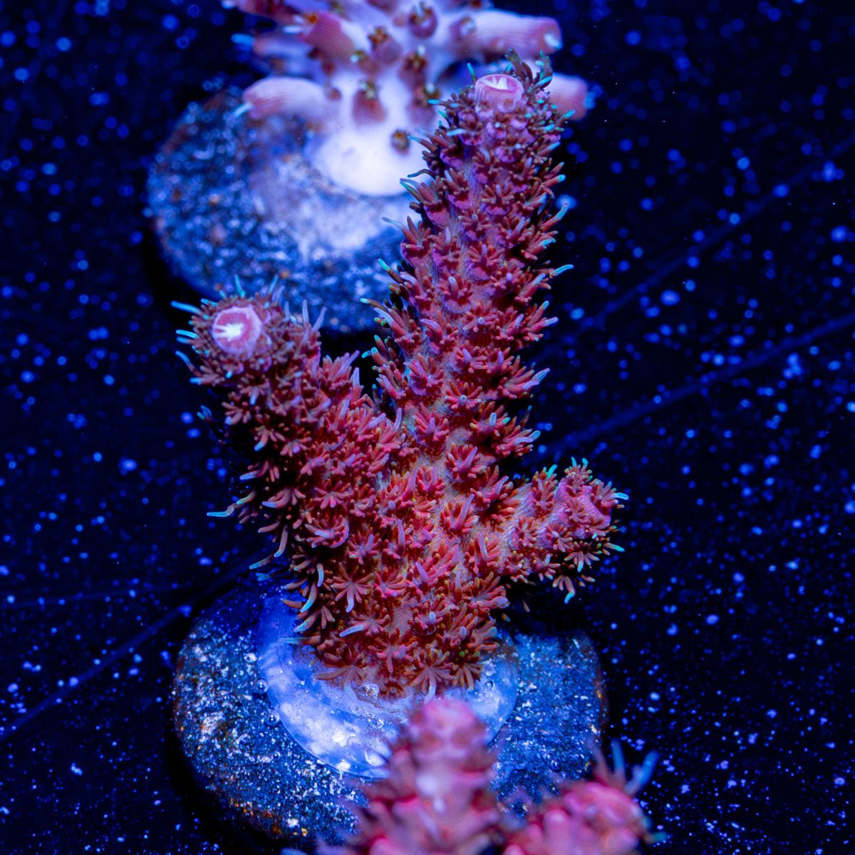 Who Dat Millepora - riptide aquaculture llc