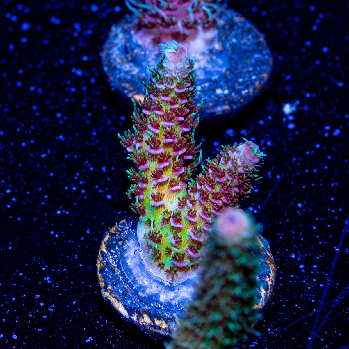 Dippin dotts Millepora - riptide aquaculture llc