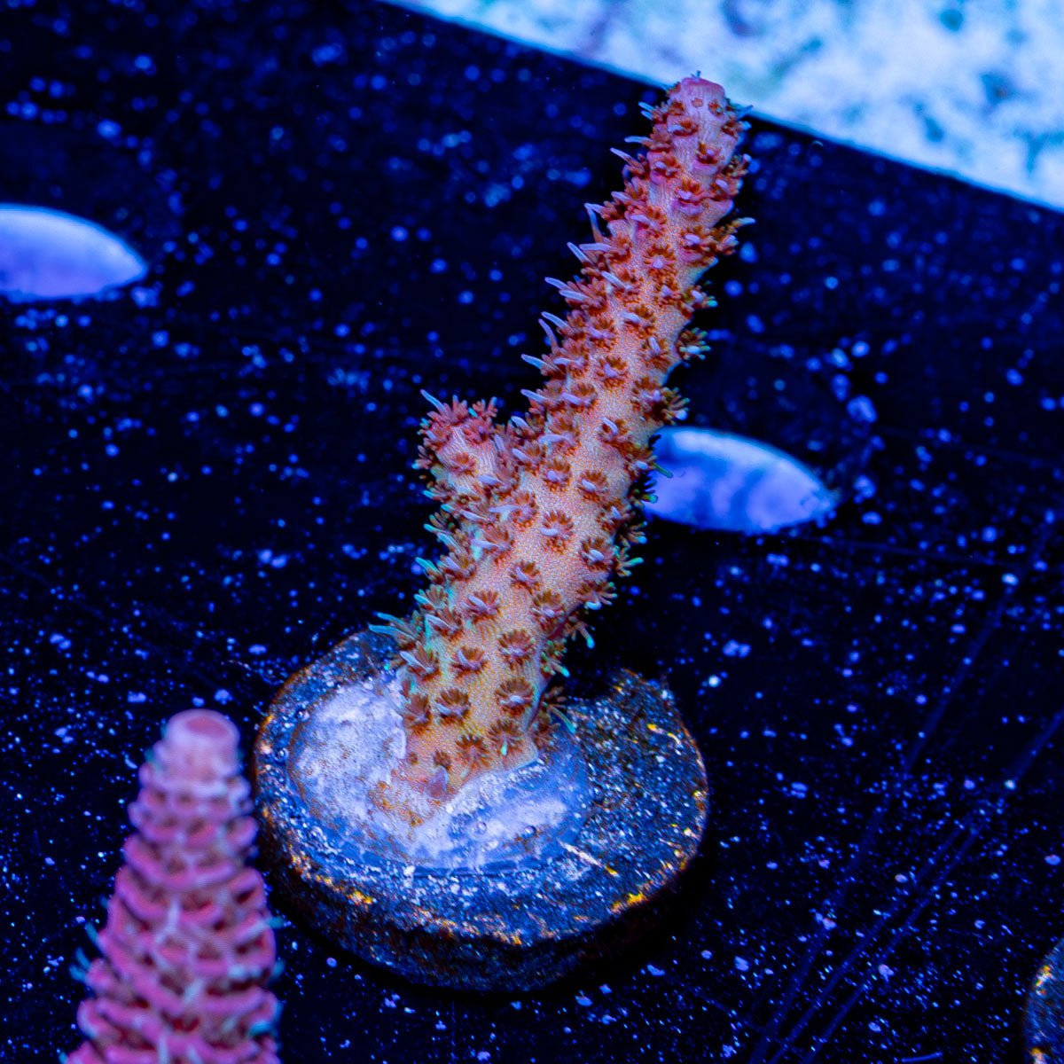 Panda Express Millepora - riptide aquaculture llc