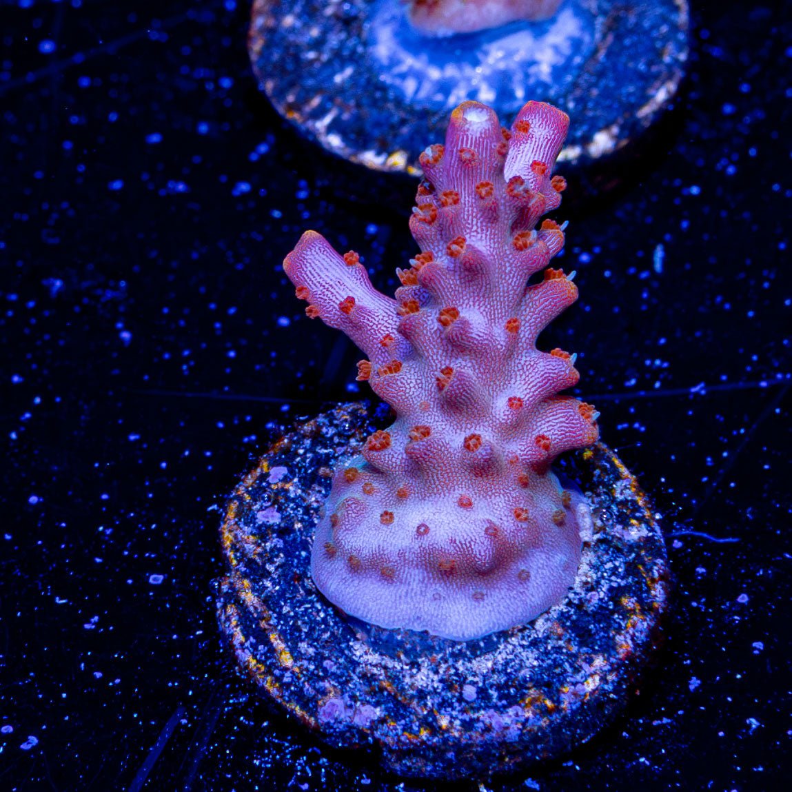 Rainbow Loom Acropora - riptide aquaculture llc