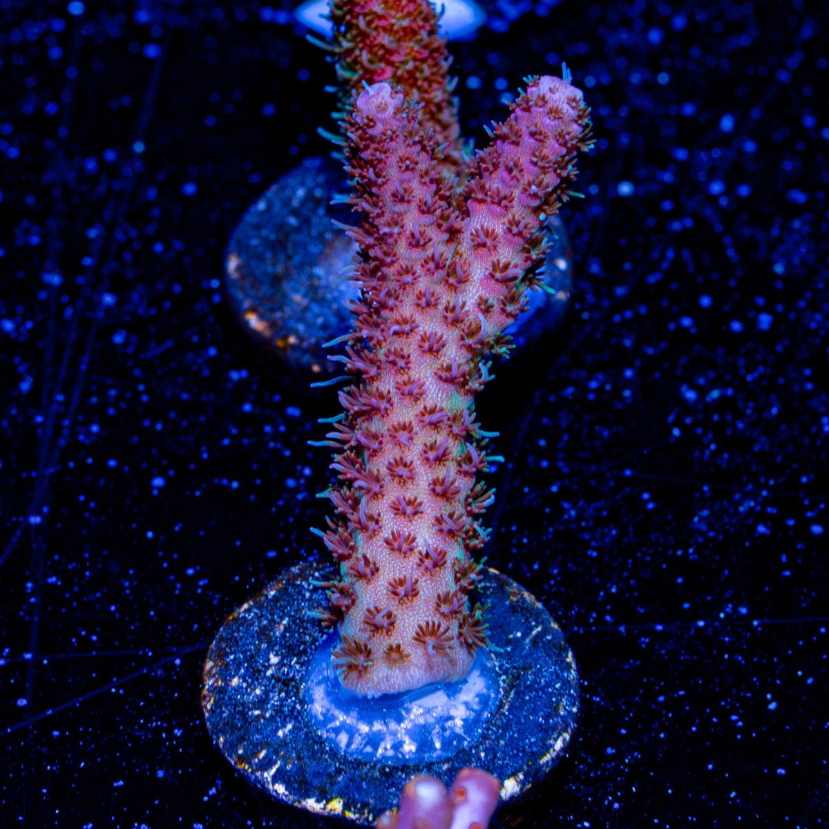 Panda Express Millepora - riptide aquaculture llc