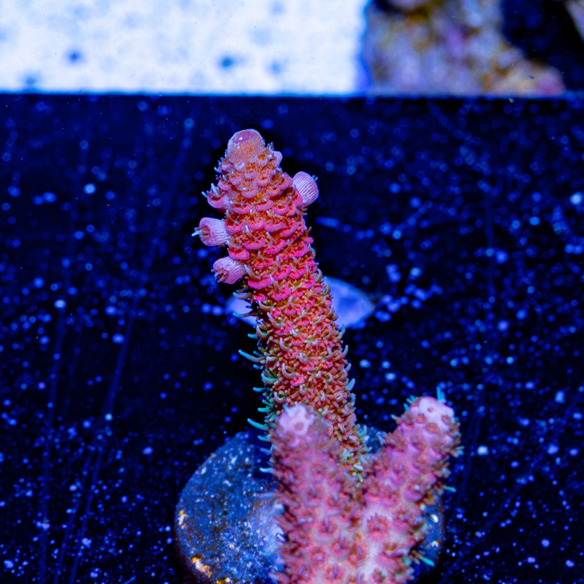 Who Dat Millepora - riptide aquaculture llc