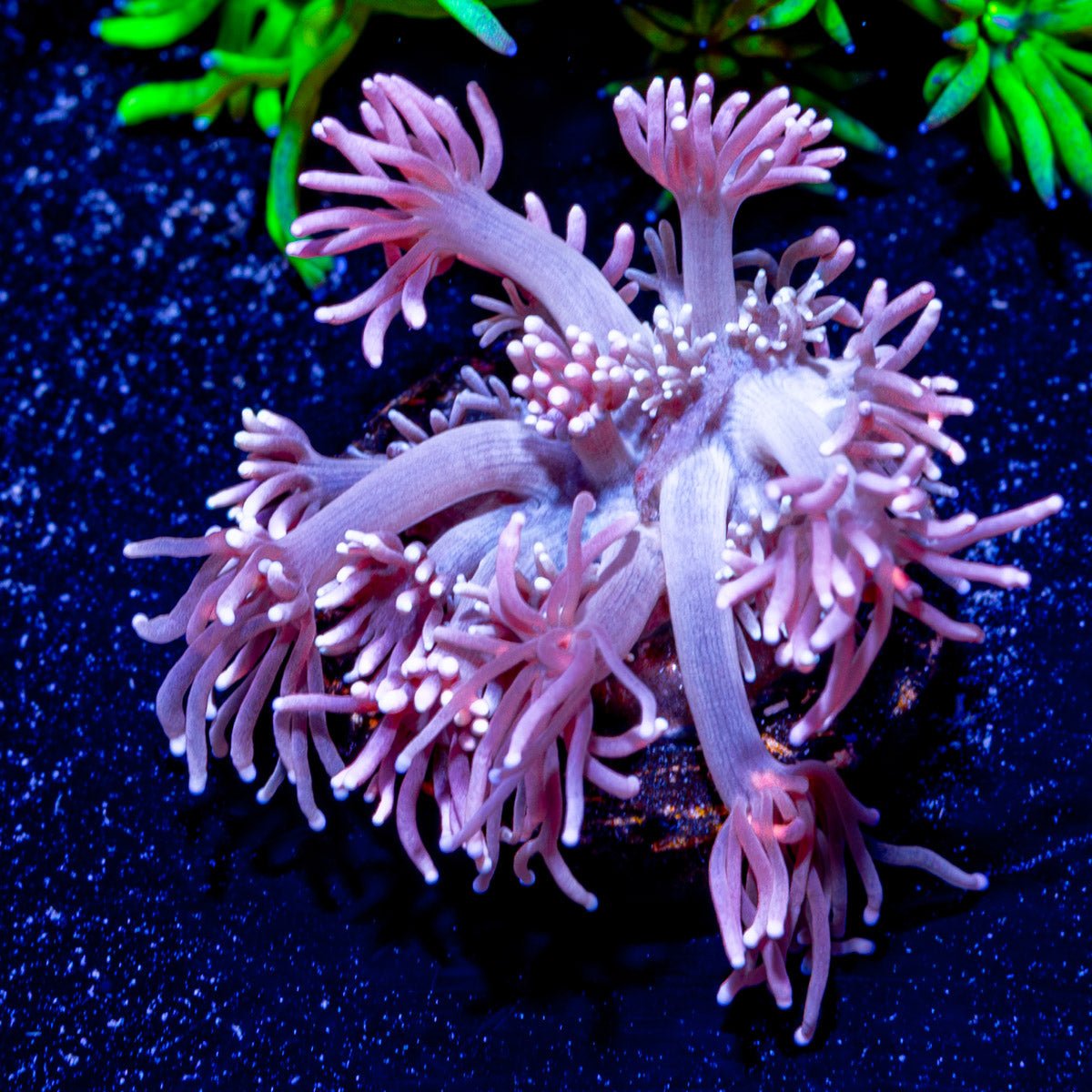 Hunch Punch Goniopora - riptide aquaculture llc