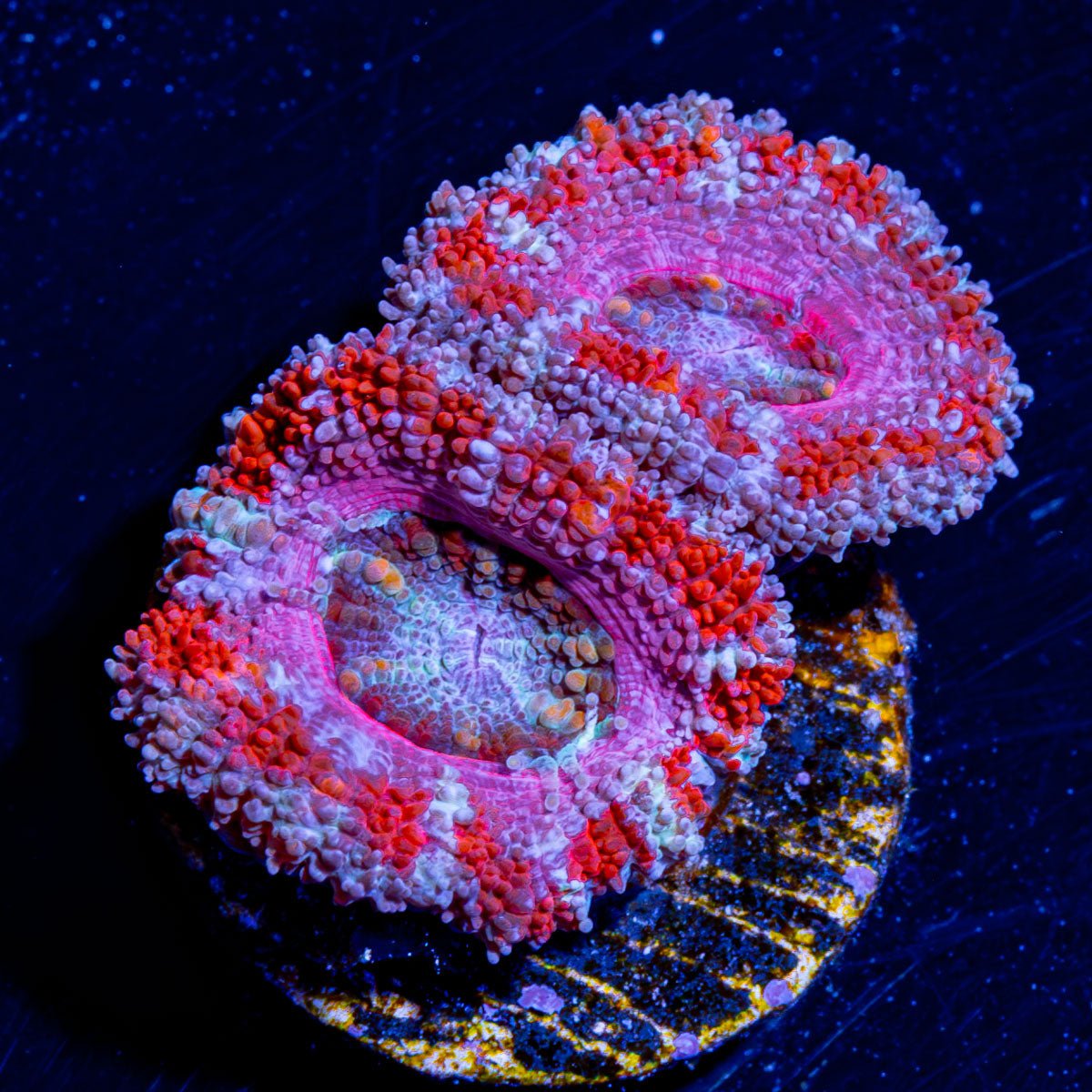 Acan / Micromussa - riptide aquaculture llc