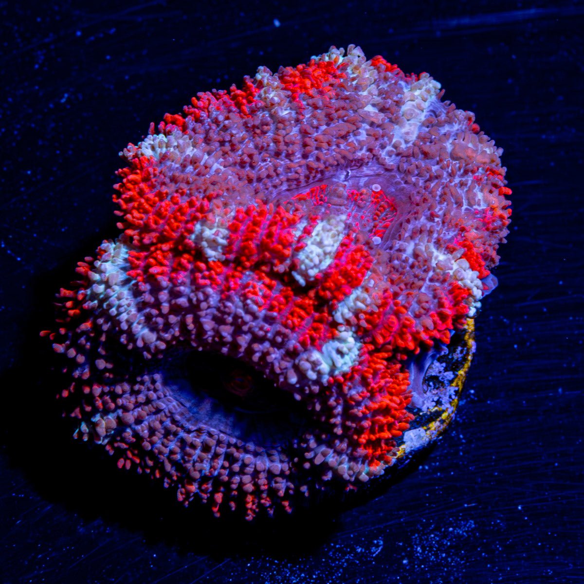 Acan / Micromussa - riptide aquaculture llc