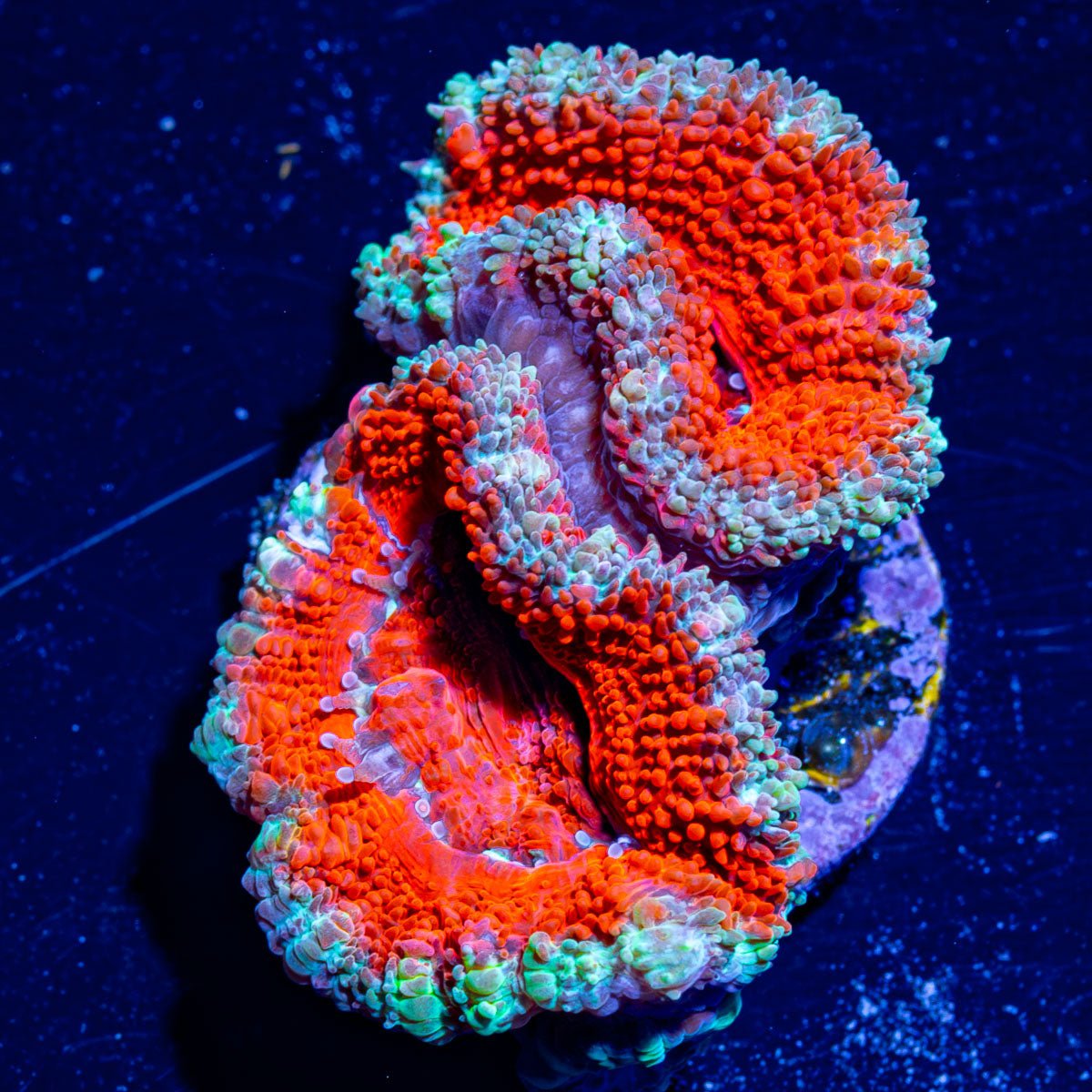 Acan / Micromussa - riptide aquaculture llc