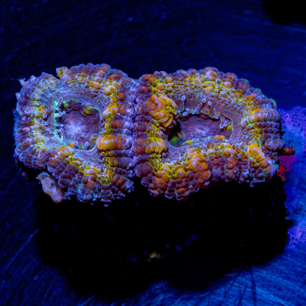 Acan / Micromussa - riptide aquaculture llc