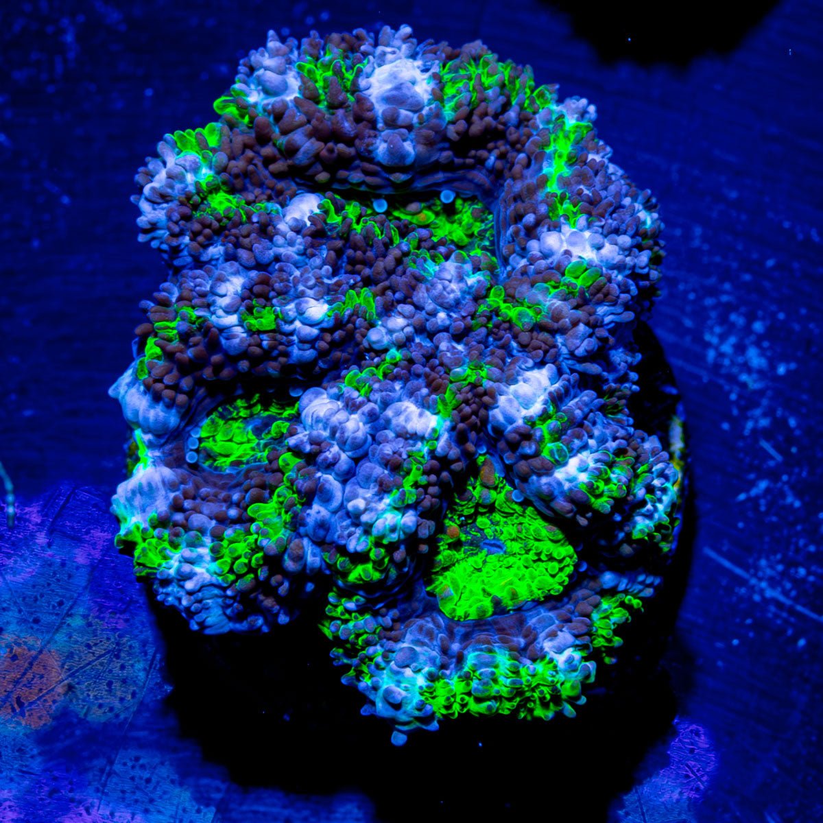 Acan / Micromussa - riptide aquaculture llc