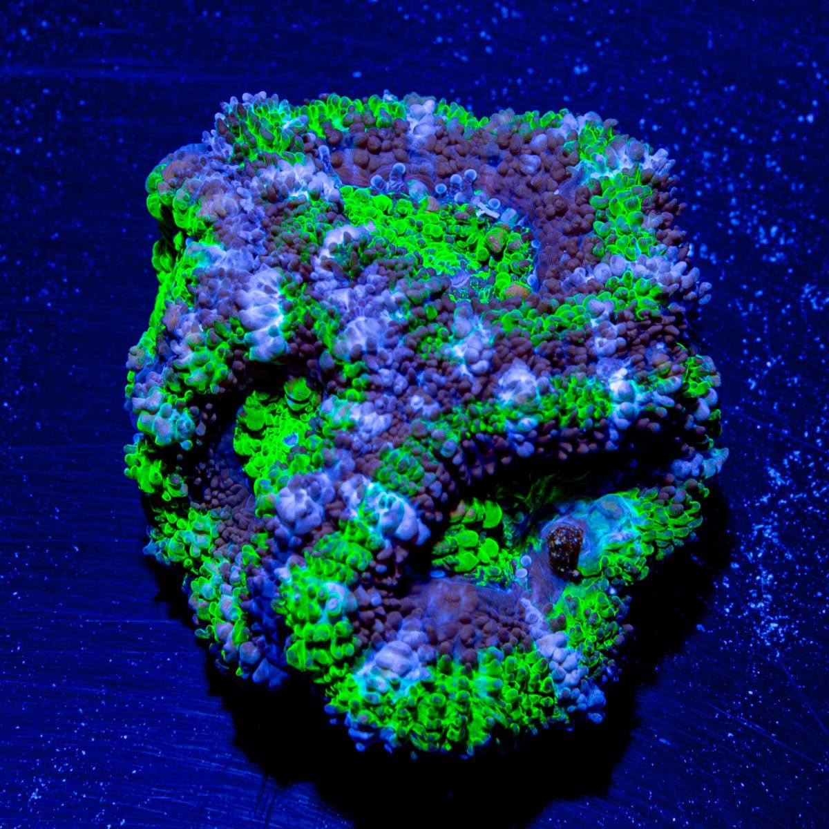 Acan / Micromussa - riptide aquaculture llc