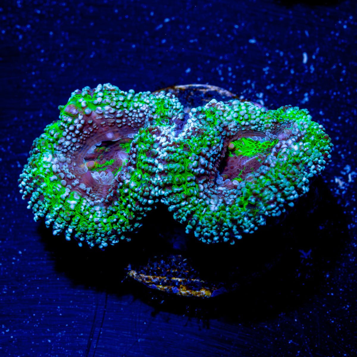 Acan / Micromussa - riptide aquaculture llc