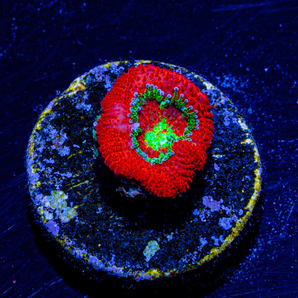 Bulls Eye Micromussa/ Acan - riptide aquaculture llc