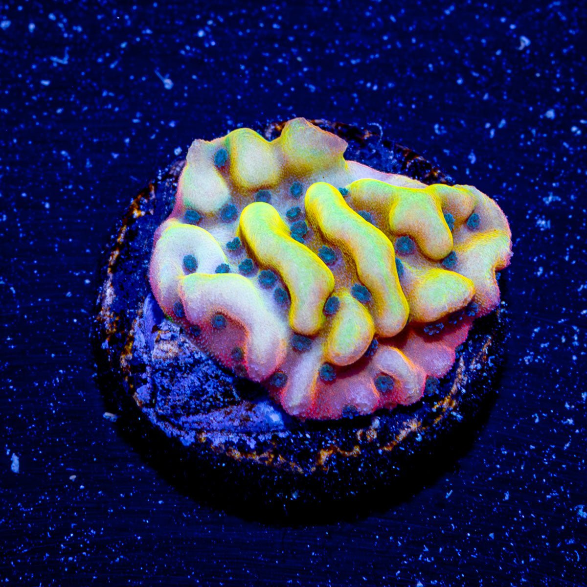 Beach Bum Montipora - riptide aquaculture llc