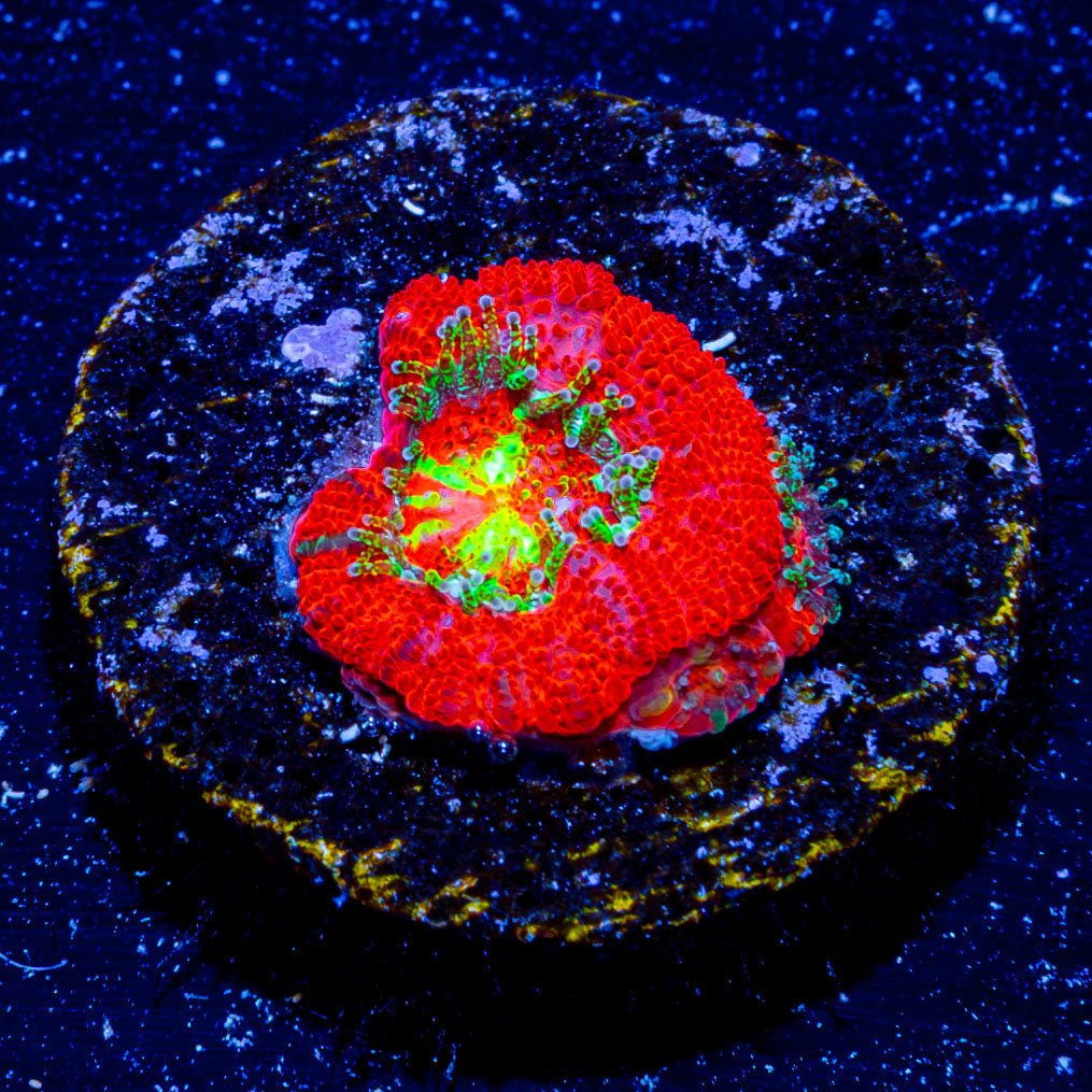 Bulls Eye Micromussa/ Acan - riptide aquaculture llc