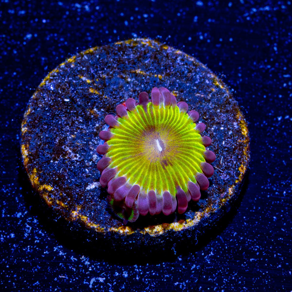 Chiquita Zoanthid - riptide aquaculture llc