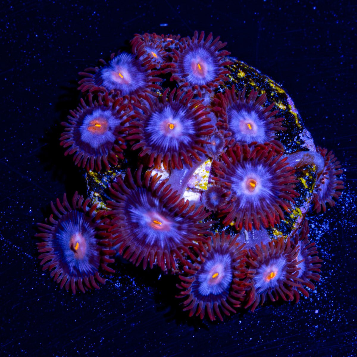 Stitch Zoanthid - riptide aquaculture llc