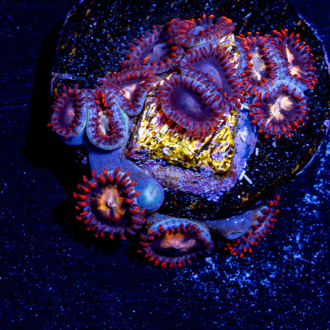 Firecracker Zoanthid - riptide aquaculture llc