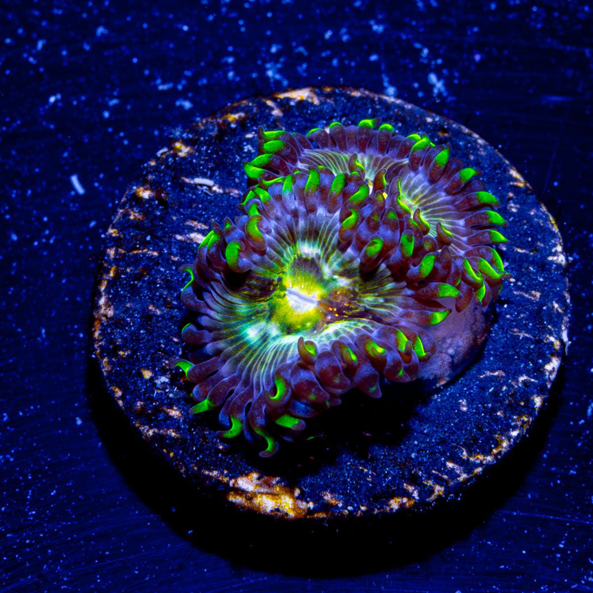 Nirvana Zoanthid - riptide aquaculture llc