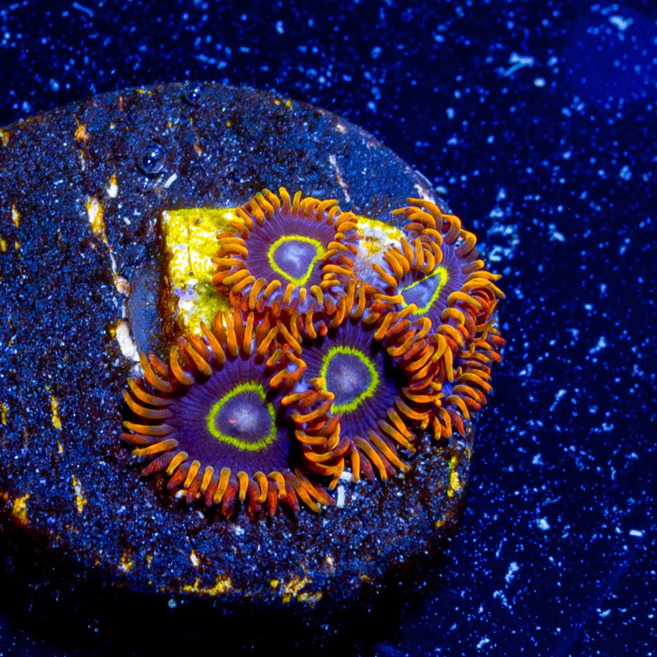 Rainbow Hornets Zoanthid - riptide aquaculture llc