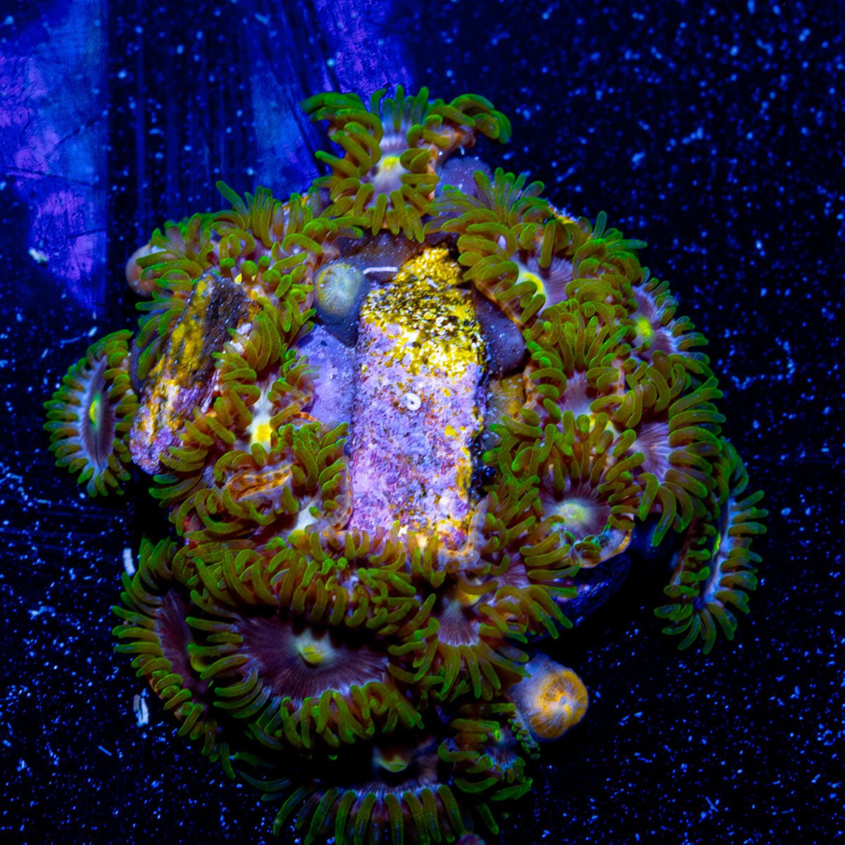 Laser Lemon Zoanthid - riptide aquaculture llc