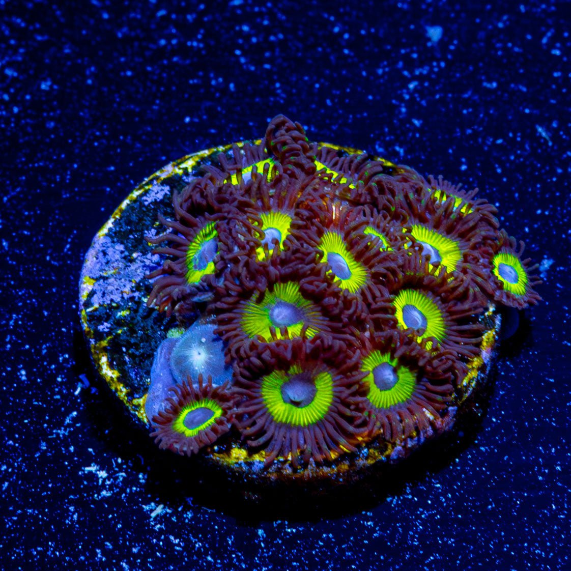 Bella Donnas Zoanthid - riptide aquaculture llc