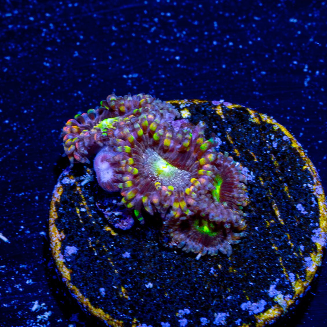 Bozo Birthday Zoanthid - riptide aquaculture llc