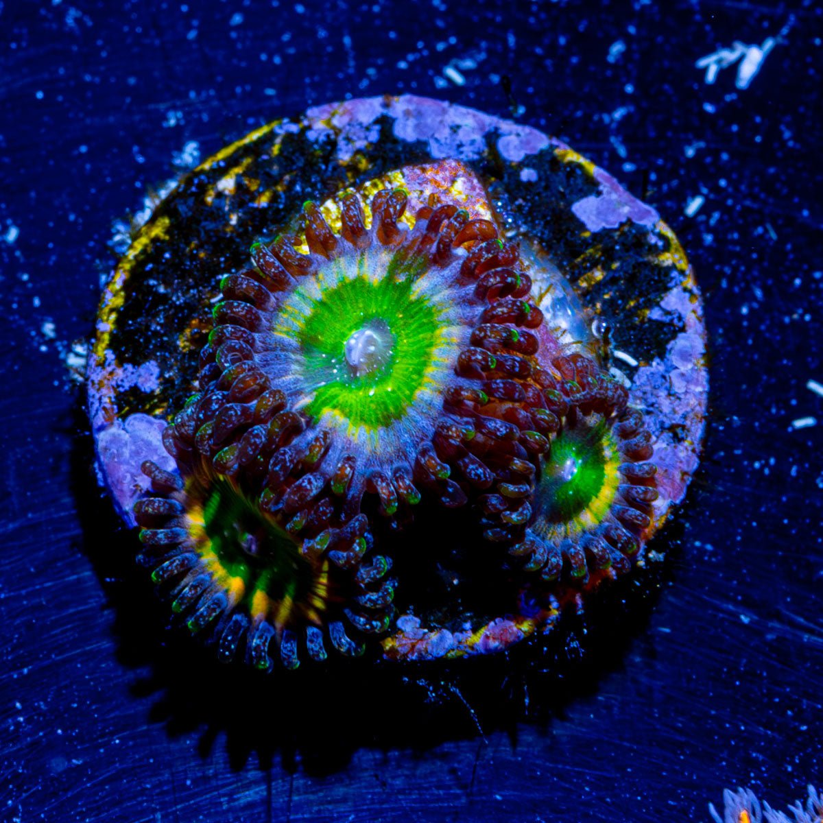 Tinker Bells Zoanthid - riptide aquaculture llc