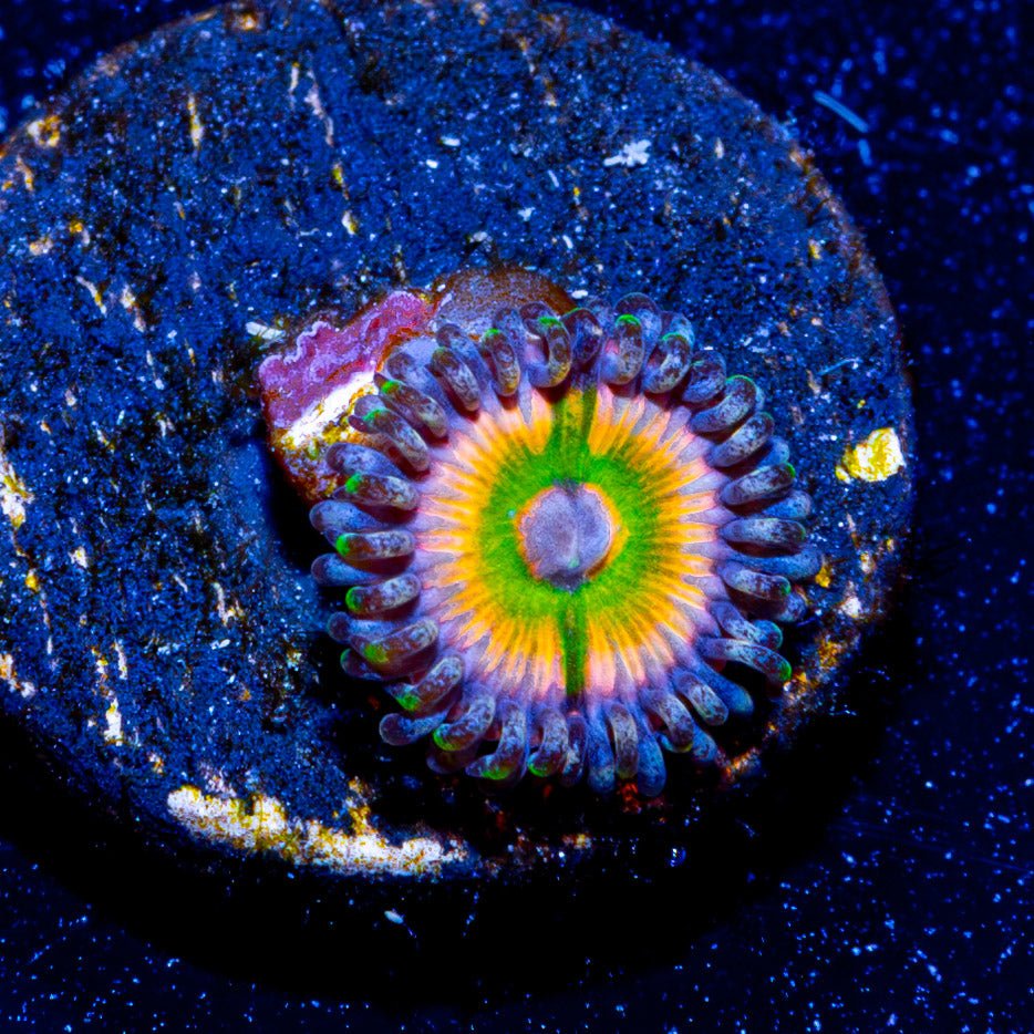 Rainbow Fusion Zoanthid - riptide aquaculture llc