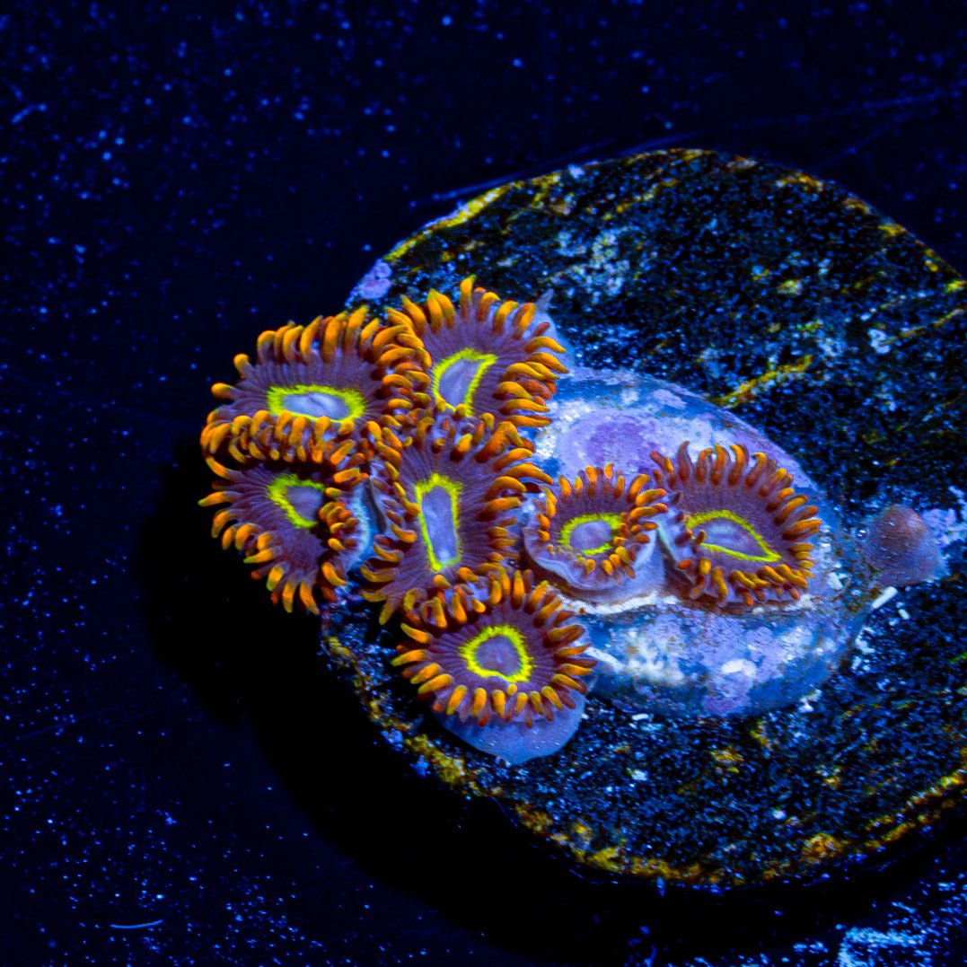 Rainbow Hornet Zoanthid - riptide aquaculture llc