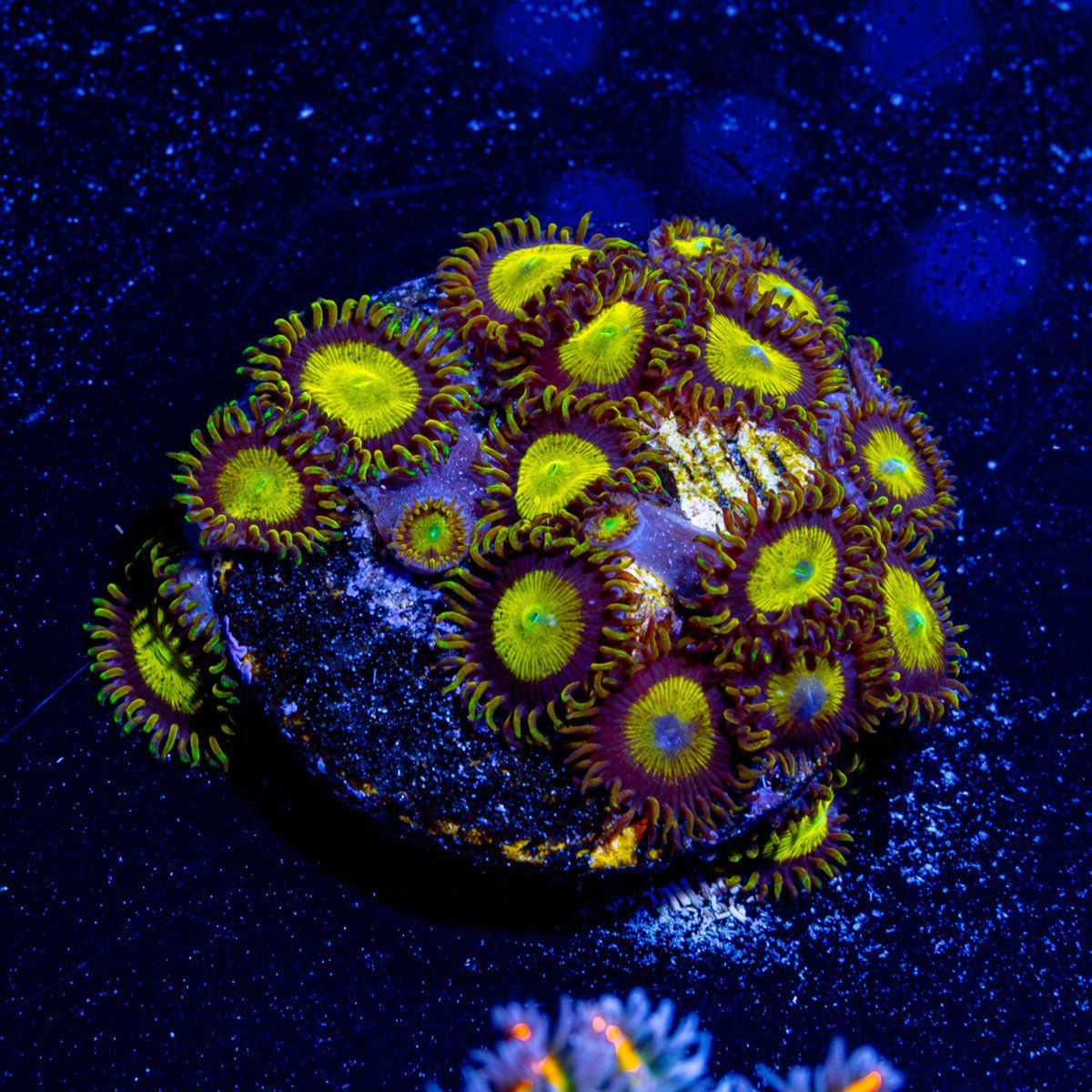 King Midas Zoanthid - riptide aquaculture llc