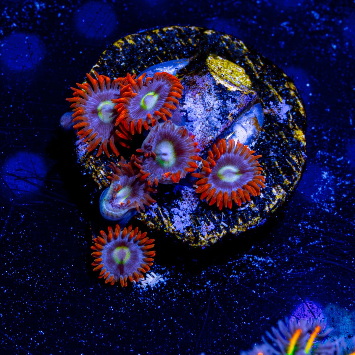 Stitch Zoanthid - riptide aquaculture llc