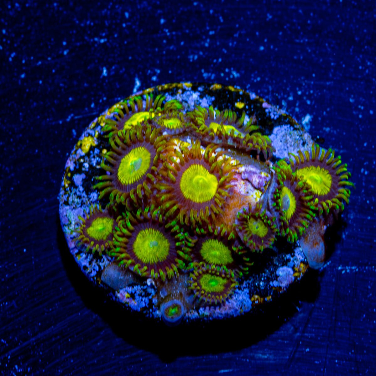 King Midas Zoanthid - riptide aquaculture llc