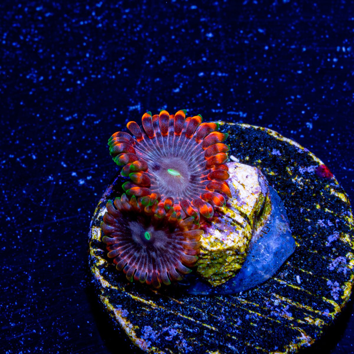 Fairy Farts Zoanthid - riptide aquaculture llc