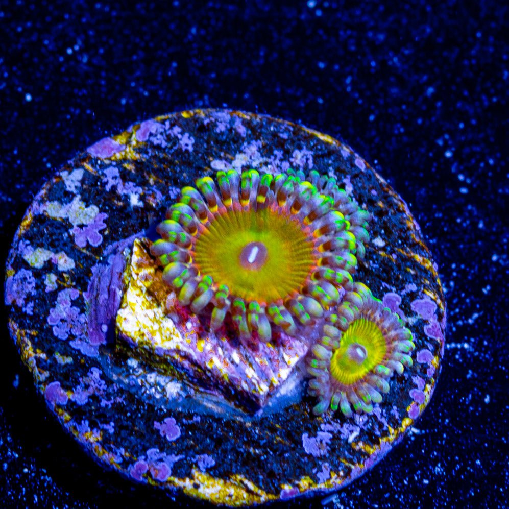 Rainbow Troll Zoanthid - riptide aquaculture llc