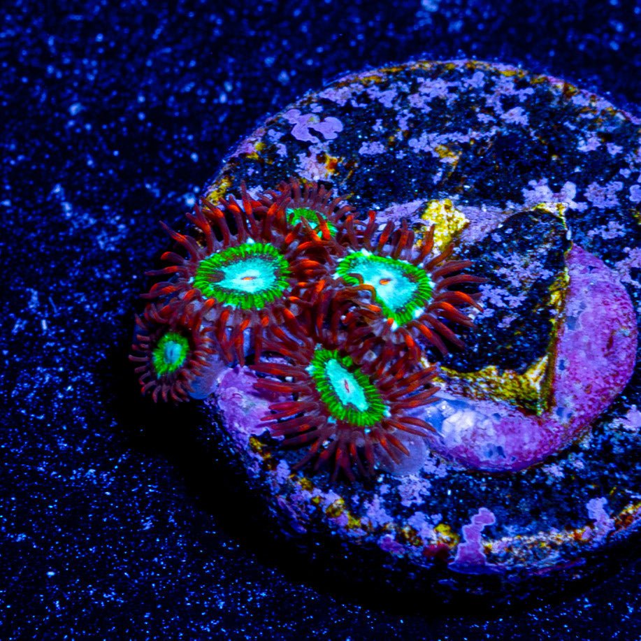 WWC Viridian Zoanthid - riptide aquaculture llc