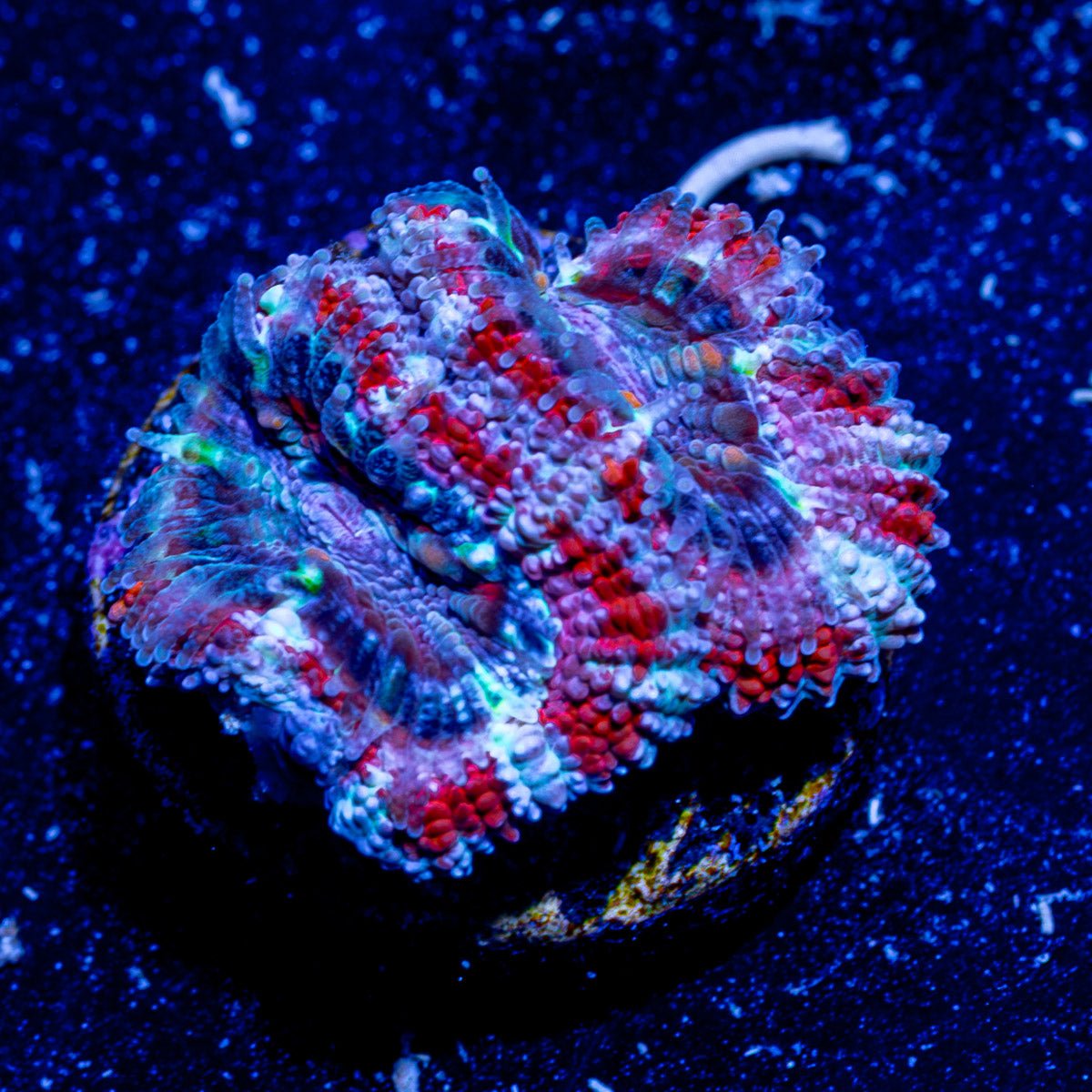 Acan / Micromussa - riptide aquaculture llc